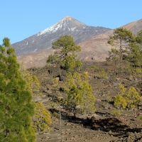 W oddali Teide.