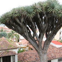 La Orotava.