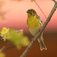 Kulczyk zwyczajny - Serinus serinus - European Serin