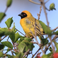 Wikłacz maskowy - Southern Masked Weaver - Ploceus velatus