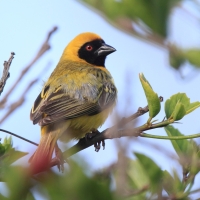 Wikłacz maskowy - Southern Masked Weaver - Ploceus velatus