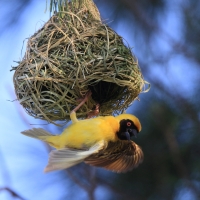 Wikłacz maskowy - Southern Masked Weaver - Ploceus velatus