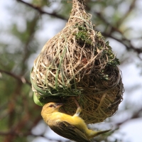 Wikłacz maskowy - Southern Masked Weaver - Ploceus velatus