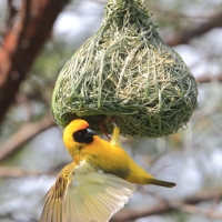 Wikłacz maskowy - Southern Masked Weaver - Ploceus velatus