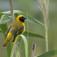 Wikłacz maskowy - Southern Masked Weaver - Ploceus velatus