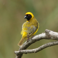 Wikłacz maskowy - Southern Masked Weaver - Ploceus velatus