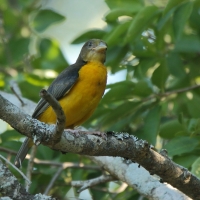 Wikłacz dwubarwny - Ploceus bicolor - Dark-backed Weaver