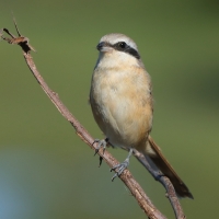 Dzierzba brązowa - Lanius cristatus - Brown Shrike