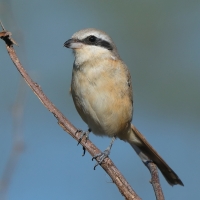Dzierzba brązowa - Lanius cristatus - Brown Shrike