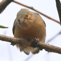 Sawanka rdzawa - Sylvietta whytii - Red-faced Crombec