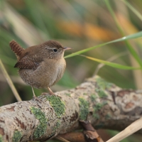 Strzyżyk - Troglodytes troglodytes - Eurasian Wren