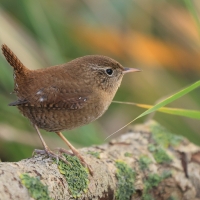 Strzyżyk - Troglodytes troglodytes - Eurasian Wren