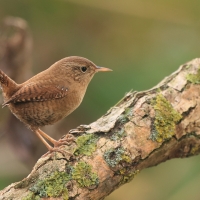 Strzyżyk - Troglodytes troglodytes - Eurasian Wren