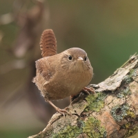 Strzyżyk - Troglodytes troglodytes - Eurasian Wren