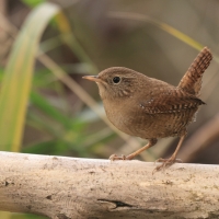 Strzyżyk - Troglodytes troglodytes - Eurasian Wren