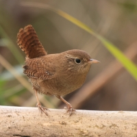 Strzyżyk - Troglodytes troglodytes - Eurasian Wren
