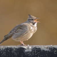 Dzierlatka - Galerida cristata - Crested Lark