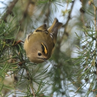 Mysikrólik - Regulus regulus - Goldcrest