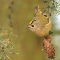 Mysikrólik - Regulus regulus - Goldcrest