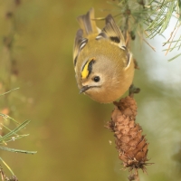 Mysikrólik - Regulus regulus - Goldcrest