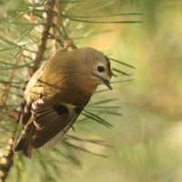 Mysikrólik - Regulus regulus - Goldcrest