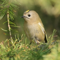 Mysikrólik - Regulus regulus - Goldcrest
