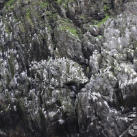 Mewa trójpalczasta - Rissa tridactyla - Black-legged Kittiwake