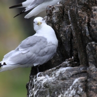 Mewa trójpalczasta - Rissa tridactyla - Black-legged Kittiwake