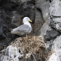 Mewa trójpalczasta - Rissa tridactyla - Black-legged Kittiwake