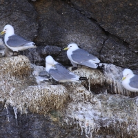 Mewa trójpalczasta - Rissa tridactyla - Black-legged Kittiwake