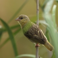 Wikłacz maskowy - Southern Masked Weaver - Ploceus velatus