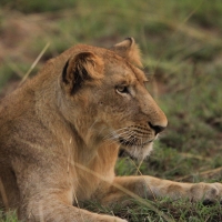 Lew afrykański - Panthera leo - Lion 