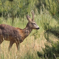 Sarna - Capreolus capreolus - Roe deer