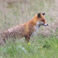 Lis - Vulpes vulpes - Red fox 