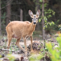 Sarna - Capreolus capreolus - Roe deer