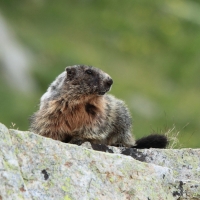 Świstak - Marmota marmota - Alpine marmot