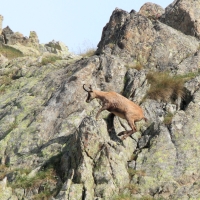Kozica - Rupicapra rupicapra - Alpine chamois