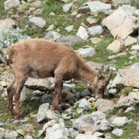 Koziorożec - Capra ibex - Alpine ibex