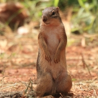 Berberyjka marokańska - Atlantoxerus getulus - Barbar ground squirrel