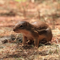 Berberyjka marokańska - Atlantoxerus getulus - Barbar ground squirrel