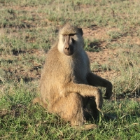 Pawian masajski - Papio cynocephalus - Yellow baboon