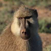 Pawian masajski - Papio cynocephalus - Yellow baboon