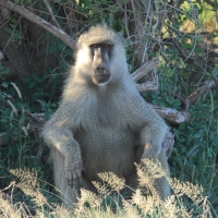 Pawian masajski - Papio cynocephalus - Yellow baboon