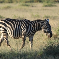 Zebra stepowa - Equus quagga - Common zebra