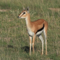 Gazelopka sawannowa - Eudorcas thomsonii - Thomson's gazelle