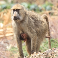 Pawian masajski - Papio cynocephalus - Yellow baboon