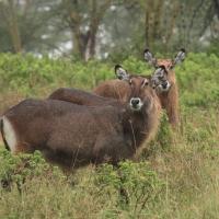 Kob śniady - Kobus ellipsiprymnus - Waterbuck