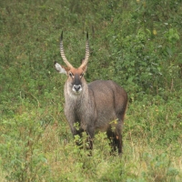 Kob śniady - Kobus ellipsiprymnus - Waterbuck