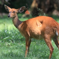 Buszbok subsaharyjski - Tragelaphus scriptus - Bushbuck