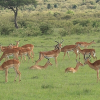 Impala zwyczajna - Aepyceros melampus - Impala